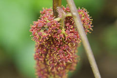 Ampelocissus latifolia